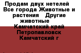 Продам двух нетелей - Все города Животные и растения » Другие животные   . Камчатский край,Петропавловск-Камчатский г.